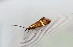 Nemophora degeerella