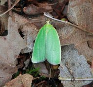 Grønn eikevikler (Tortrix viridana)