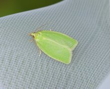 Grønn eikevikler (Tortrix viridana)