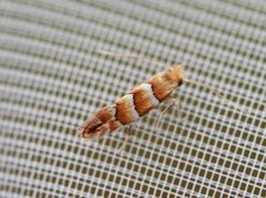 Phyllonorycter nicellii