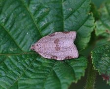 Skogbladvikler (Lozotaenia forsterana)