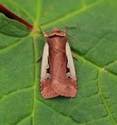 Hvitkantfly (Ochropleura plecta)