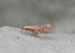 Argyresthia dilectella