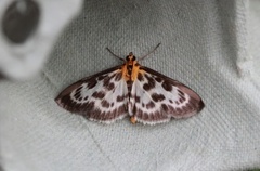 Nesleengmott (Anania hortulata)