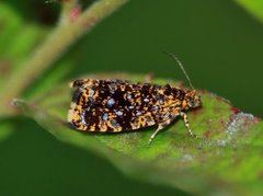 Spireaprydvikler (Celypha siderana)