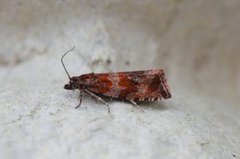 Engprydvikler (Celypha cespitana)