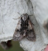 Orekveldfly (Acronicta alni)