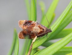 Barlindvikler (Ditula angustiorana)