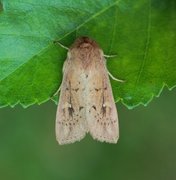 Teglrødt gressfly (Mythimna ferrago)