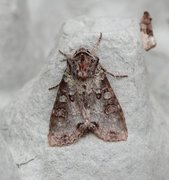 Buehakefly (Polia hepatica)