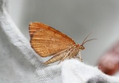 Brun buemåler (Macaria brunneata)