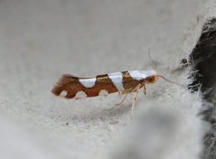 Argyresthia brockeella