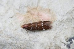 Argolamprotes micella