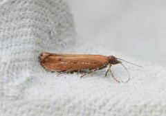 Ypsolopha ustella