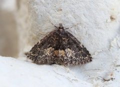 Kjukefly (Parascotia fuliginaria)