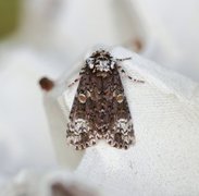 Askekveldfly (Craniophora ligustri)