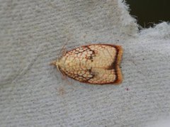 Lønneblomstflatvikler (Acleris forsskaleana)