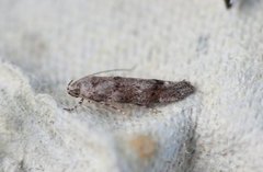 Furuskuddmøll (Exoteleia dodecella)