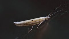 Ypsolopha nemorella