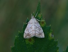 Blek kålmott (Evergestis pallidata)