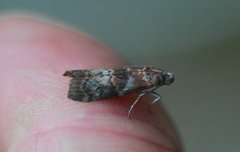 Streket eikesmalmott (Phycita roborella)