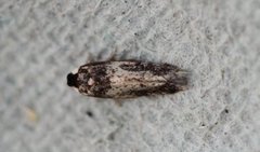 Ectoedemia longicaudella