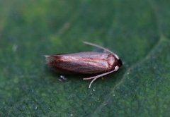 Stigmella ruficapitella