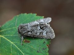 Myrkveldfly (Acronicta menyanthidis)
