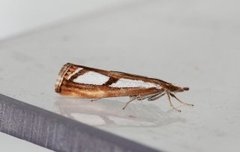 Treflekket nebbmott (Catoptria permutatellus)