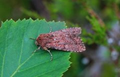 Rødt fjellengfly (Apamea schildei)