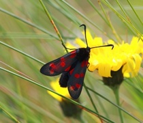 Seksflekket bloddråpesvermer (Zygaena filipendulae)