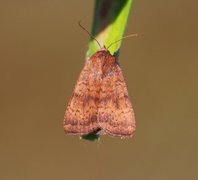 Brunt båndfly (Noctua interjecta)