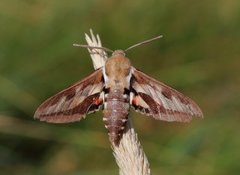 Mauresvermer (Hyles gallii)