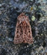 Hvitribbet åkerfly (Tholera decimalis)