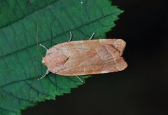 Bredbåndfly (Noctua fimbriata)