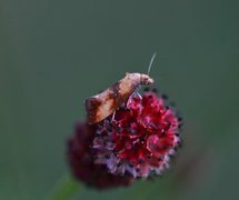 Blodtoppraktvikler (Eupoecilia sanguisorbana)