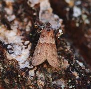 Vårvikler (Tortricodes alternella)