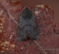 Plettseljefly (Orthosia populeti)