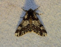 Eikelurvemåler (Biston strataria)