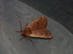 Rødlig flatfly (Conistra erythrocephala)