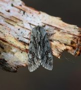 Vårlurvefly (Brachionycha nubeculosa)