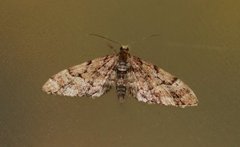 Spissvingedvergmåler (Eupithecia lanceata)