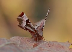 Praktmånemåler (Selenia tetralunaria)