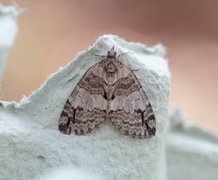 Orebuskmåler (Hydriomena impluviata)