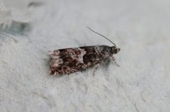 Brun kveldvikler (Epinotia immundana)