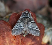 Lys eiketannspinner (Drymonia ruficornis)