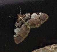 Fiolett rosemåler (Anticlea derivata)