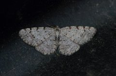 Punktbarkmåler (Aethalura punctulata)