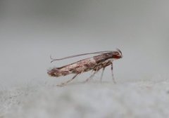 Acrocercops brongniardella