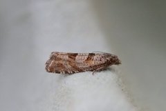 Månevikler (Eriopsela quadrana)